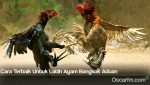 Cara Terbaik Untuk Latih Ayam Bangkok Aduan